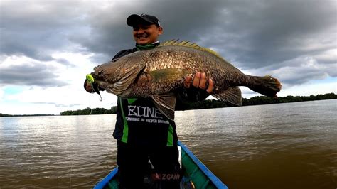 Mancing Muara Tak Di Sangka Dapat Ikan Sebesar Ini Sungai Mahakam