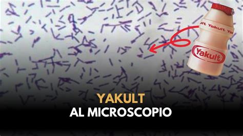 Yakult al microscopio millones de probióticos Yakult microscopio