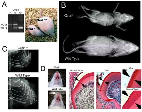 A Genotyping And Gross Appearance The KO Mice Were Smaller Than WT