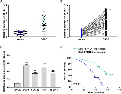 Lncrna Fer1l4 Promotes Oral Squamous Cell Carcinoma Progression Via Ta