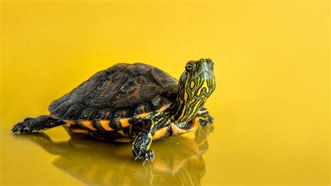 Tortugas Como Mascotas Cuidados Para Evitar Enfermedades Unotv