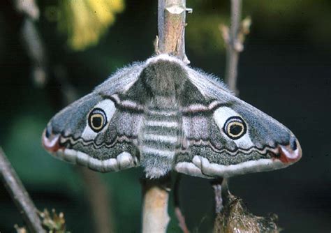 Emperor Moth Saturnia Pavonia Ukmoths