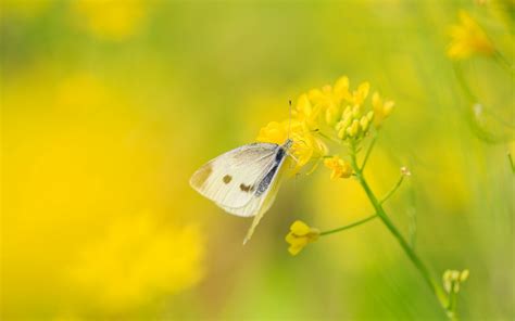 Wallpaper Sunlight Nature Grass Field Butterfly Insect Green Yellow Pollen Dandelion