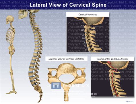 Anatomy Of The Cervical Spine Lateral View Trial Exhibits Inc Nbkomputer