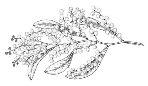 acacia wildflower drawing native tattoos australian tattoo