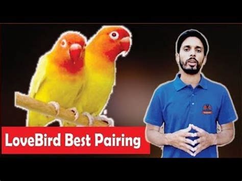 Best Pairing Of Love Birds Lovebird Ki Pairing Ka Natural Tariqa Urdu