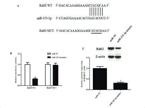 Mir 153 3p Targets Rabl3 In Hcc Cells A Bioinformatic Analysis Of The