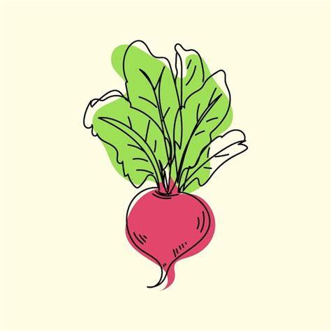 Premium Vector Hand Drawn Beetroot Isolated Vector Art Illustration