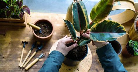 Comment Bien Choisir Et Utiliser Les Pots De Fleurs