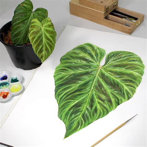 Philodendron Species Guide :: Behance