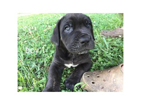 6 AKC cane corso puppies to rehome Augusta - Puppies for Sale Near Me