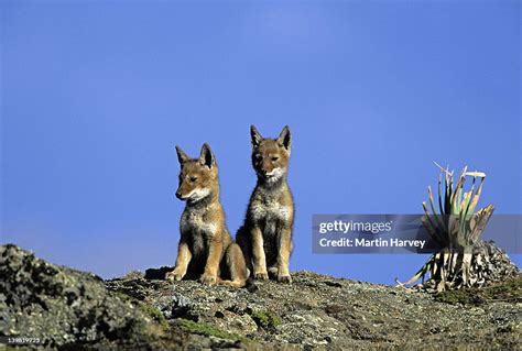 Ethiopian Wolf Pups 2 Months Old Canis Simensis Endangered Bale ...