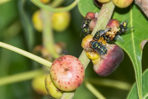 how to care for fig tree