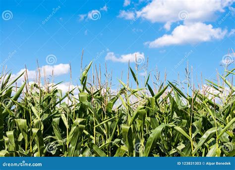 Corn Field On Focus Blue Sky With White Clouds Stock Image Image Of