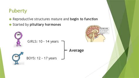 Primary Secondary Structures Puberty Reproductive Structures Mature And