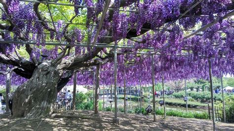 Wisteria at Ashikaga flower park, Tochigi | Gorgeous gardens, Wisteria ...