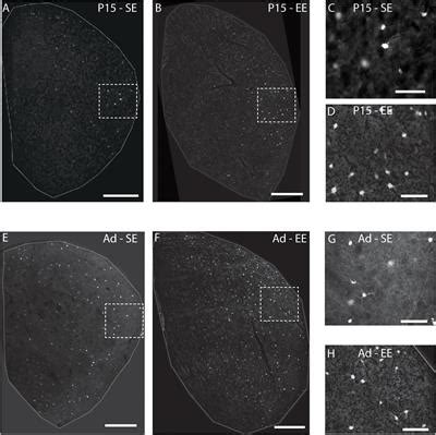 Frontiers Environmental Enrichment From Birth Impacts Parvalbumin