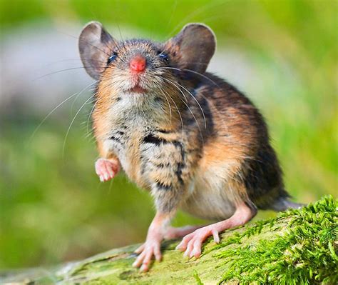 Types of Mice in Colorado | OMNIS Pest Control