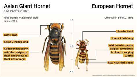 Murder Hornet Map