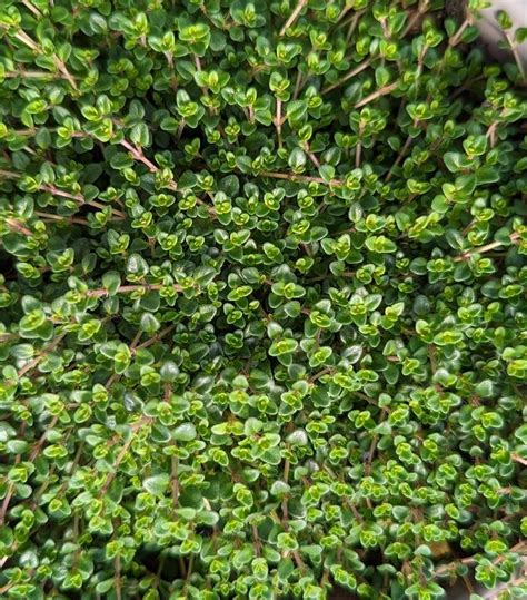 thymus vulgaris caborn wine roses caborn wine roses thyme