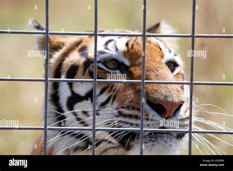 Tiger Behind Bars Hi Res Stock Photography And Images Alamy