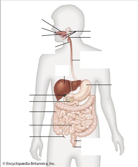 Digestive System Diagram Quizlet