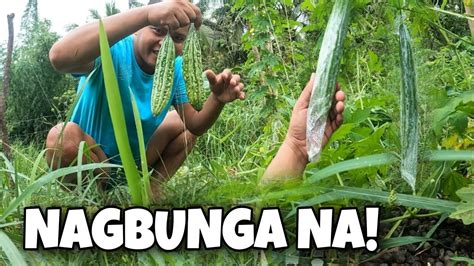 Unang Harvest Sa Ampalaya Ni Utol Johnriot Burdz Jason Youtube