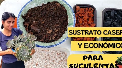 Sustrato Para Cactus Y Suculentas C Mo Hacerlo Eco