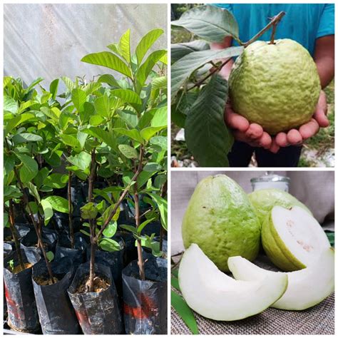 Anak Pokok Jambu Batu Lohan Jambu Lohan 1kg Shopee Malaysia