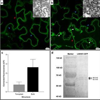 Subcellular Localization Of Ltnhx In Nicotiana Benthamiana Epidermal