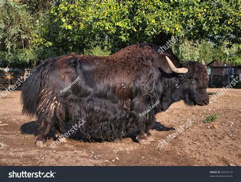 Big Male Yak Stock Photo 59416129 - Shutterstock