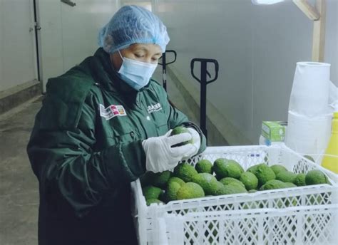 Productores De Ncash Exportaron M S De Mil Toneladas De Palta