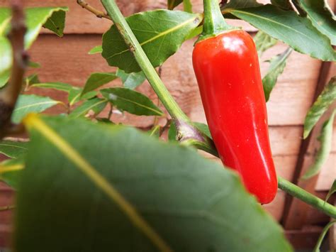 Growing Chillies in Britain - and What To Do With Them — ELEANOR SCOTT