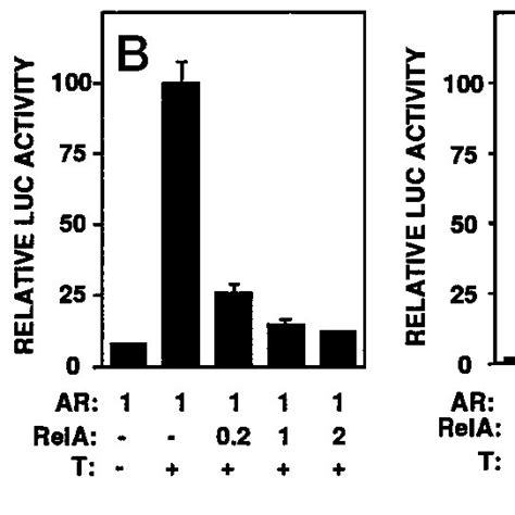 Overexpression Of Rela Attenuates Androgen Induced Transactivation A