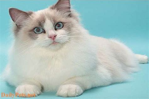 Ragdoll Cat Breed Origin Characteristic Personality Care Daily Pets