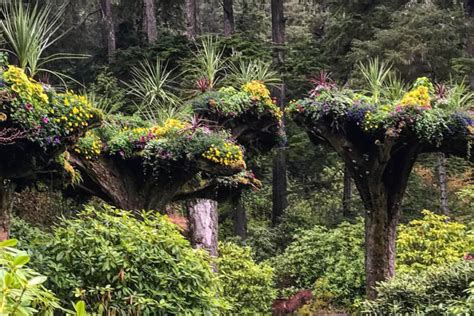 The Legend Of The Upside Down Trees Forest In Alaska