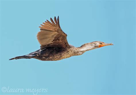 Double Crested Cormorant Juvenile