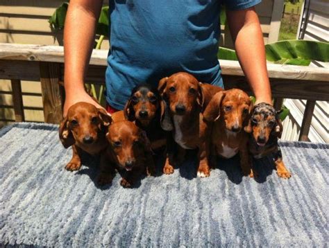 AKC Dachshund Miniature Puppies For Sale In Sumterville Florida