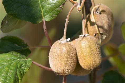 Garten Navi Kiwi Actinidia Deliciosa Hayward Weiblich