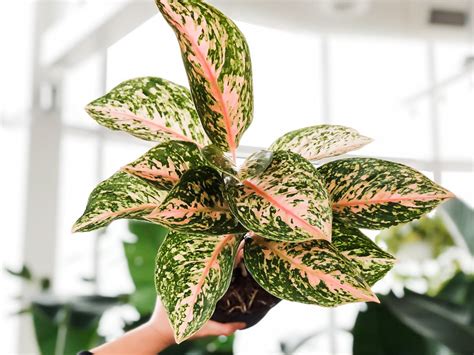 Aglaonema Two Tone Moonstone Plant Abana Homes