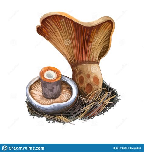 Saffron Milk Cap Element Set Watercolor Illustration Hand Drawn