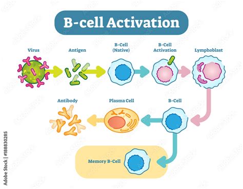 B Cell Activation Diagram Vector Scheme Illustration Stock Vector