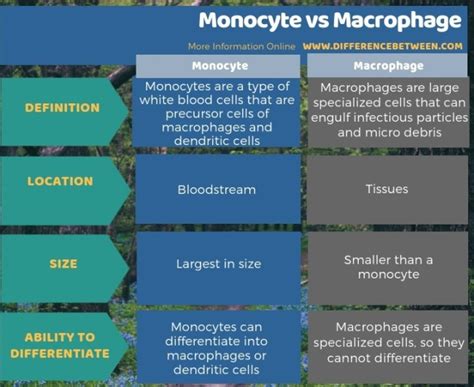 Difference Between Monocyte and Macrophage | Compare the Difference ...