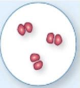 Bacterial Cell Structure Morphology Flashcards Quizlet