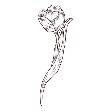 Design Png E Svg De Ícone De Arte De Linha De Natureza Floral De Tulipa