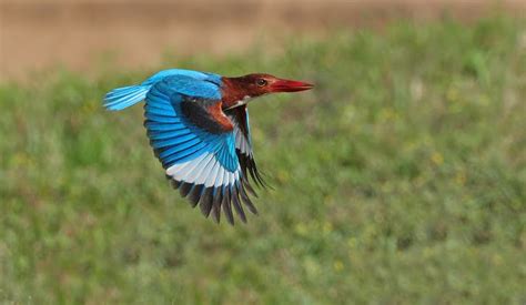 Malaysian Wildlife Photography | Wildlife photography, Beautiful birds ...