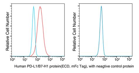 Recombinant Human PD L1 B7 H1 Protein 10084 H05H Sino Biological