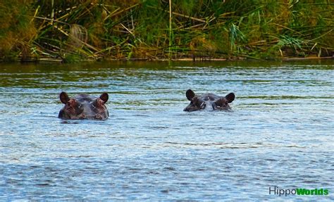 Hippopotamus Habitat - Hippoworlds