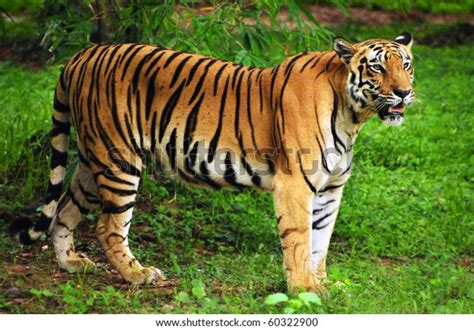 Royal Bengal Tiger Natural Habitat Sundarban Stock Photo (Edit Now ...