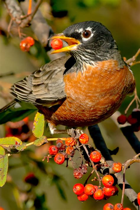 Black-headed Grosbeak - American Bird Conservancy